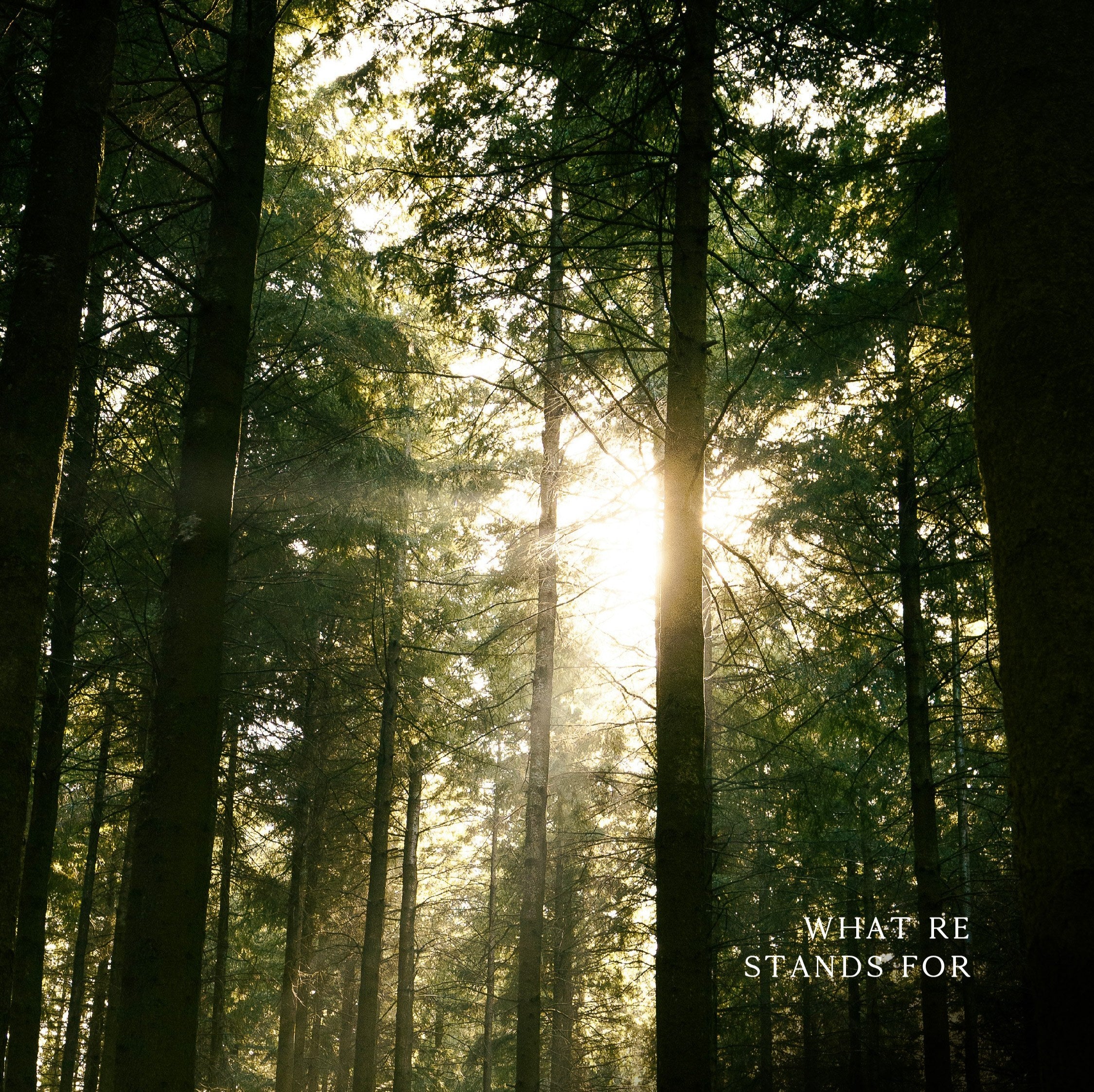 Morning light through a quiet forest