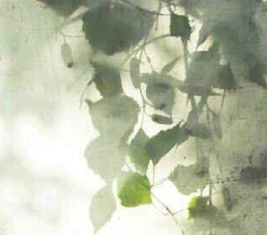 Soft sage leaves in morning light
